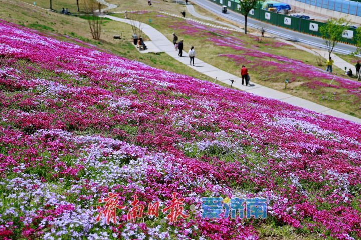 花毯铺地色彩斑斓 市民打卡“福禄考花海”