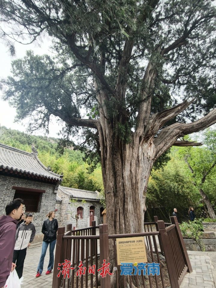千年古柏成假期热门打卡点