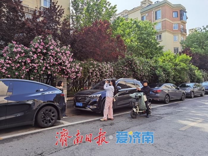 家门口的浪漫！辛甸西路蔷薇花开“扮靓”春日街头