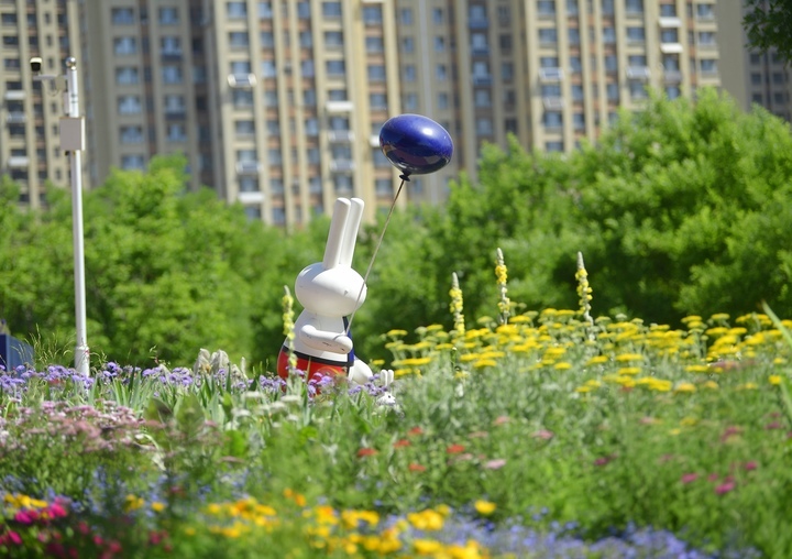 济南“七彩花田”初夏绽新颜
