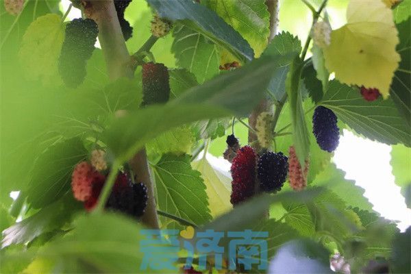 平阴夏日“葚”是美好！赴一场吃到满嘴紫红色的甜蜜之约