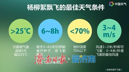 济南飞絮高峰来袭，这些防护措施快收好