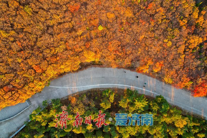 平分秋色！崮山公园漫山层林尽染 迎来最佳观赏期