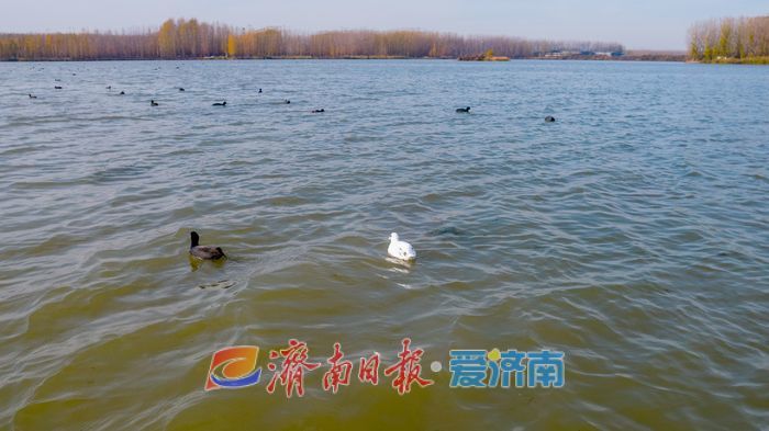 罕见！章丘白云湖首次迎来白化白骨顶