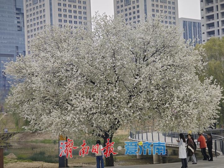 一年四季 泉在济南｜腊山河公园杜梨花开 午间赏花人气浓