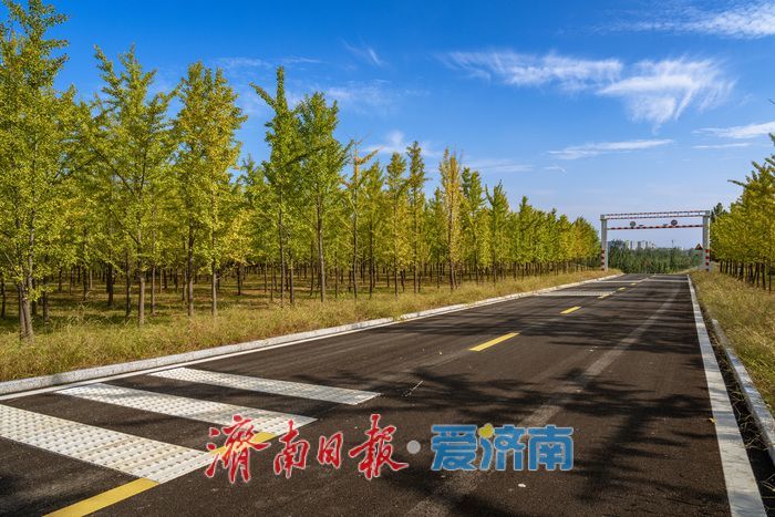 一年四季 泉在济南丨济南黄河银杏林部分区域秋色渐染，银杏初黄美如画
