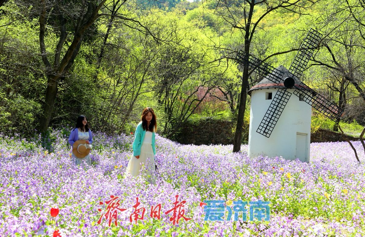 治愈系风景！在红叶谷欧洲风情谷，看漫山紫花如浪