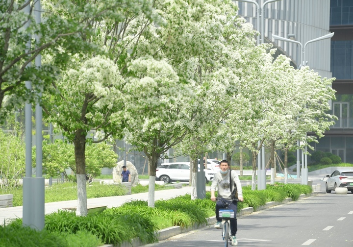 “泉”在济南过五一｜流苏花开白如雪，花香四溢醉人心