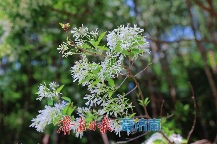 一年四季 泉在济南丨森林公园流苏花开 如雪似玉醉游人