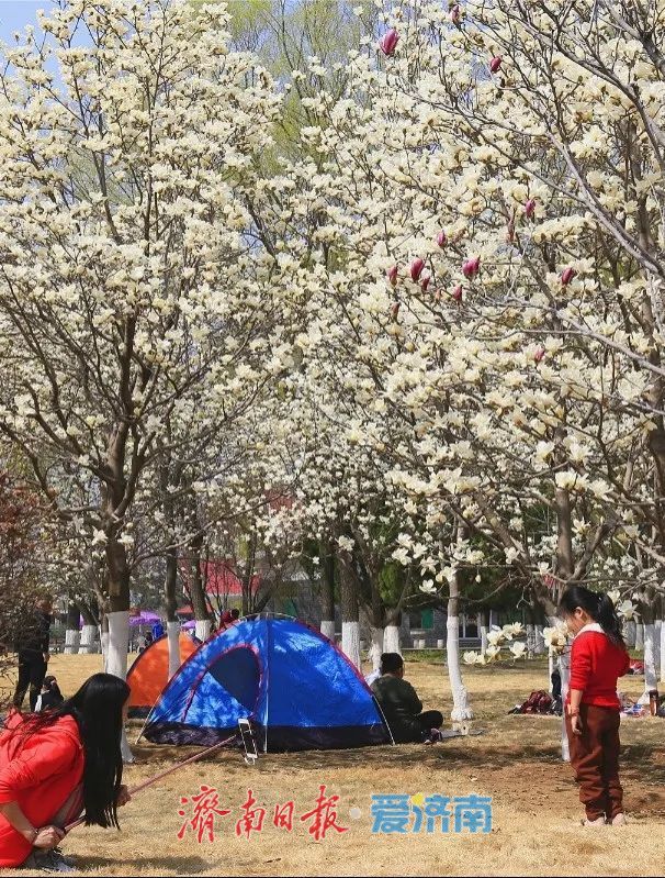 看玉兰花，还有济南植物园