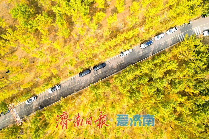 黄河南岸银杏染金 进入最佳观赏时节