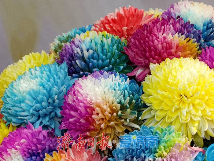 泉畔初冬，被菊花镶上了“金边”