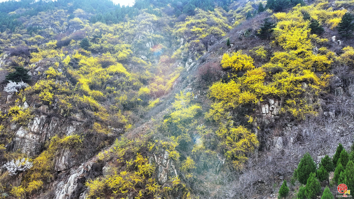 春日限定浪漫！西营藕池村连翘铺满山间