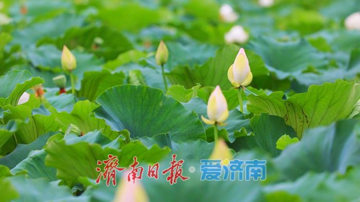 夏雨润荷 美里湖现诗意画卷