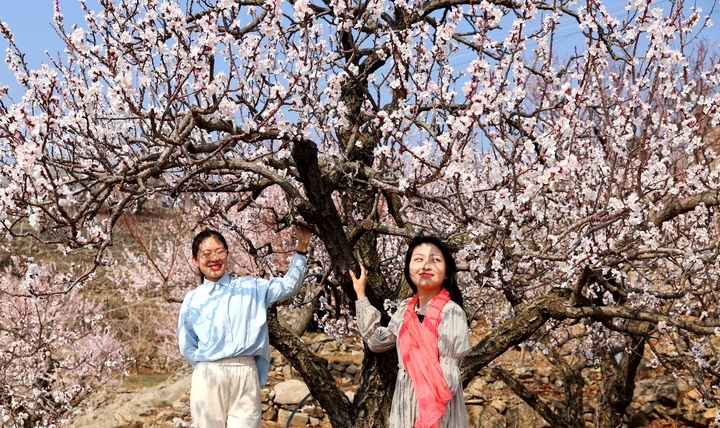 春有约 花不误，这里的杏花漫山盛开引客来！