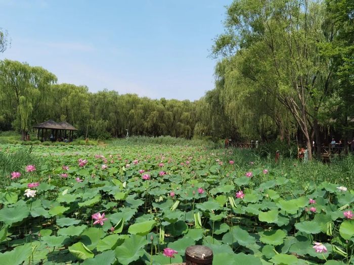 赏荷纳凉正当时！跟着赏荷地图走起
