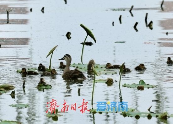 济南大明湖现温馨一幕 大斑嘴鸭带11只雏鸭水中觅食