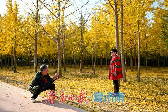 一年四季 泉在济南丨金叶翩跹母亲河 百亩银杏绘就生态画卷