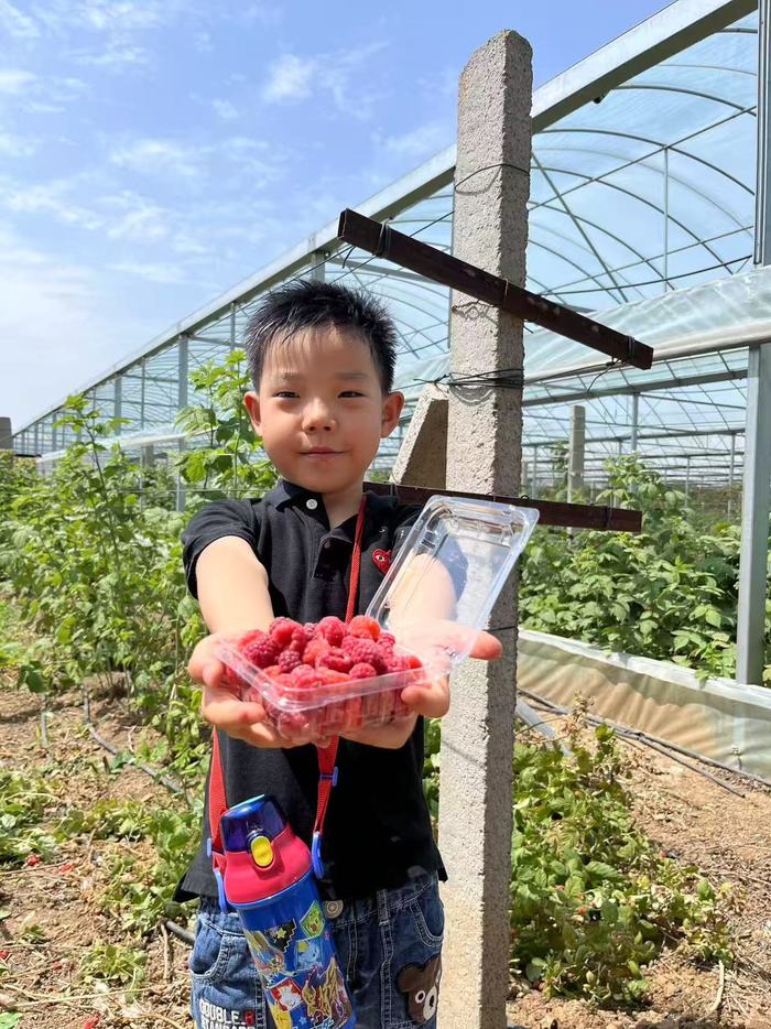 济南迎来“盛夏的果实”，蜜桃、葡萄采摘季即将开启