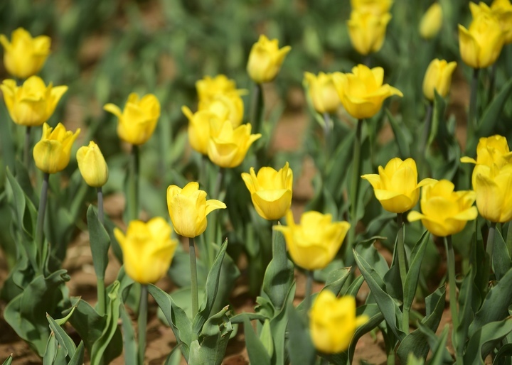 “泉”在济南过五一