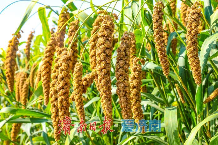 增产三成！济南章丘祥霞农场80亩龙山贡米迎丰收