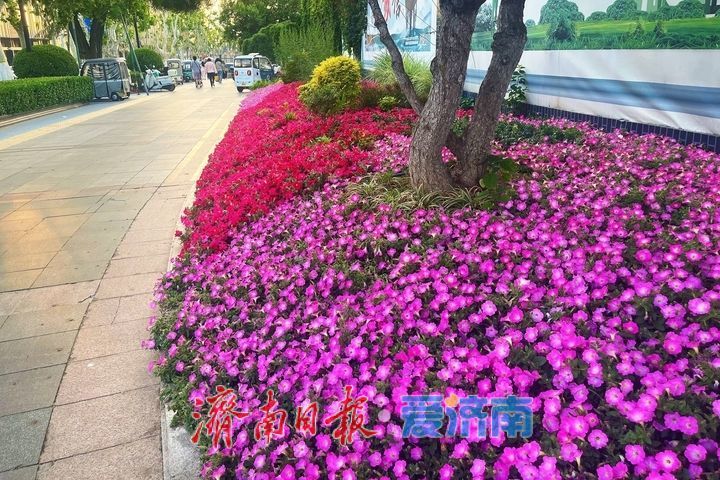 一年四季 泉在济南丨初夏换新颜 精致花境扮靓街巷