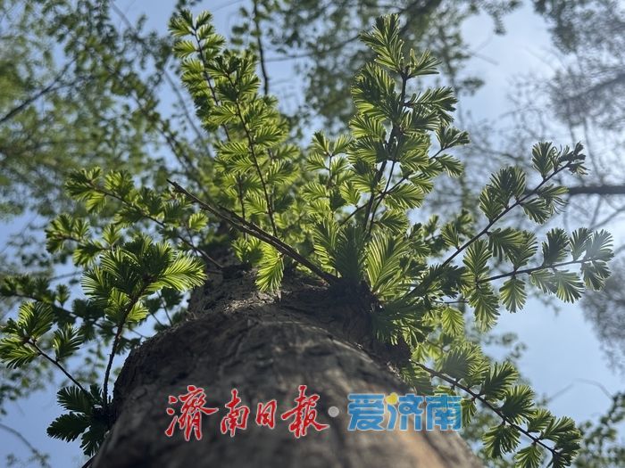 一年四季 泉在济南丨泉城公园水杉吐新绿 林间尽显春日氛围感
