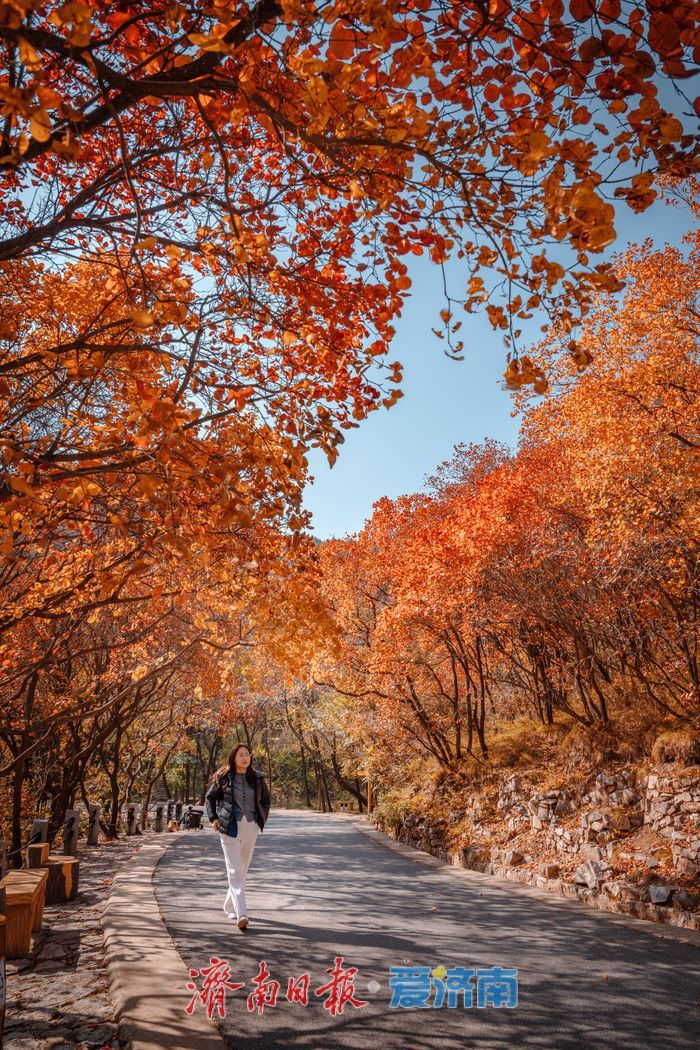 一年四季 泉在济南丨济南红叶谷：满山红遍燃秋意，层林尽染醉游人