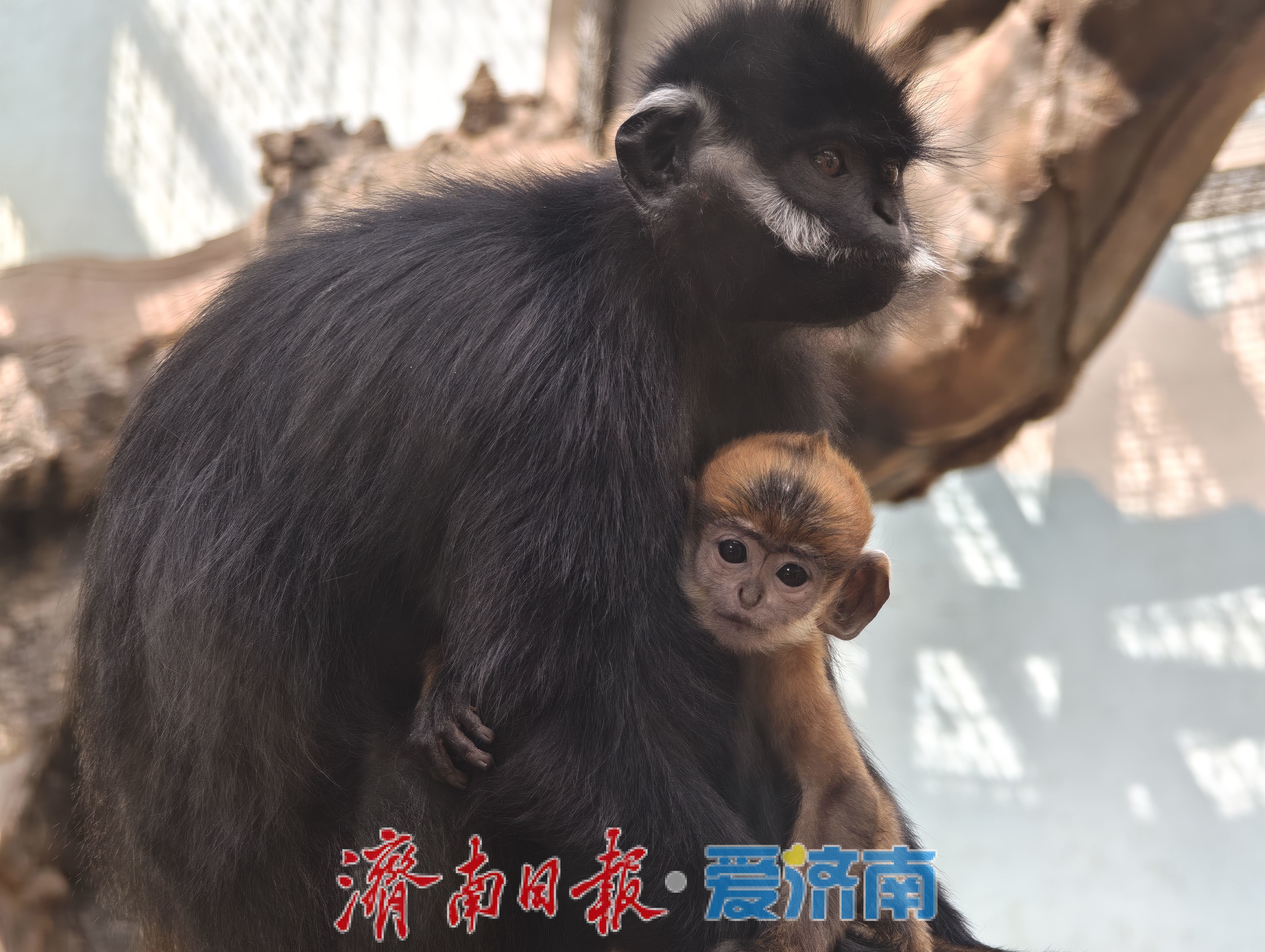 济南动物园高颜值猴宝宝“小龙”走红，头顶渐黑，打卡要趁早