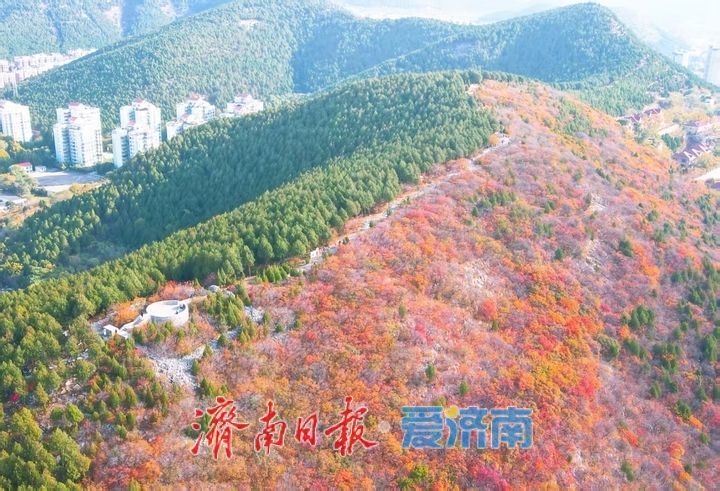 蝎子山一山双色刷屏！红叶盛放，设施提质、服务升级迎客流高峰