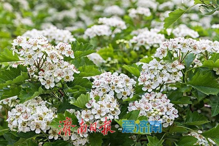 春日暖阳，带你奔赴浪漫花约，济南市特色林果赏花攻略来啦→