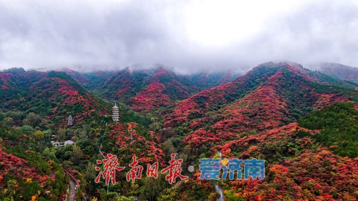 一年四季 泉在济南丨一场秋雨，为红叶谷拉满秋日氛围感