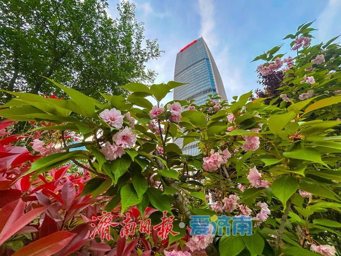 暮色樱语落泉城 奥体地铁口藏起都市里的春日限定