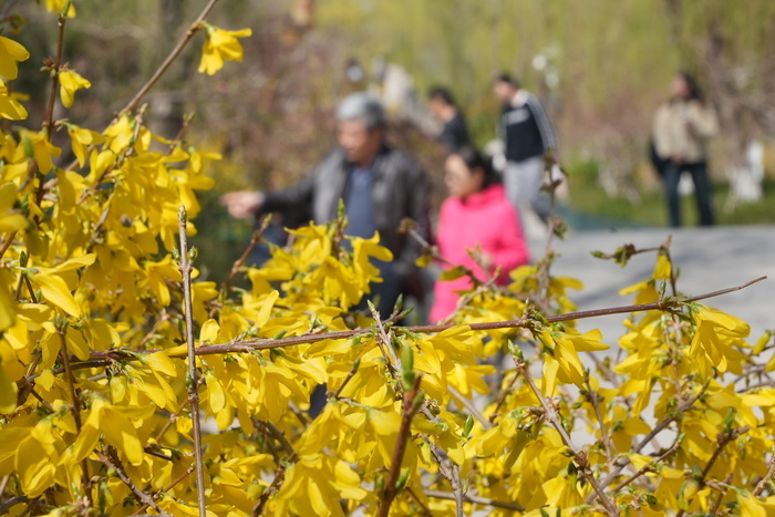 春光明媚 大明湖畔桃红柳绿 赏花正当时