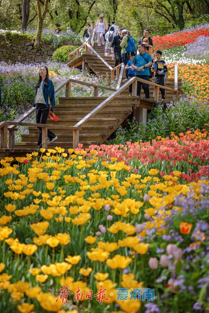 一年四季 泉在济南丨泉城春满山谷间！济南红叶谷郁金香与二月兰织就春日浪漫图景