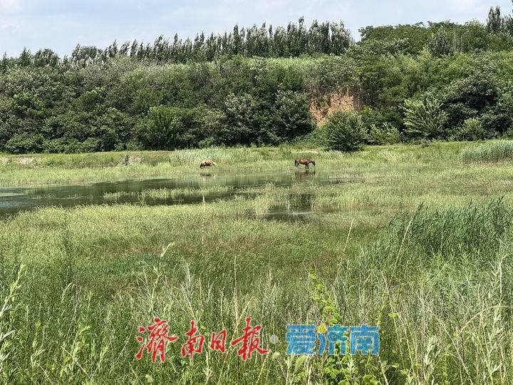 玉符河畔现草原风光 群马悠闲食草美如画