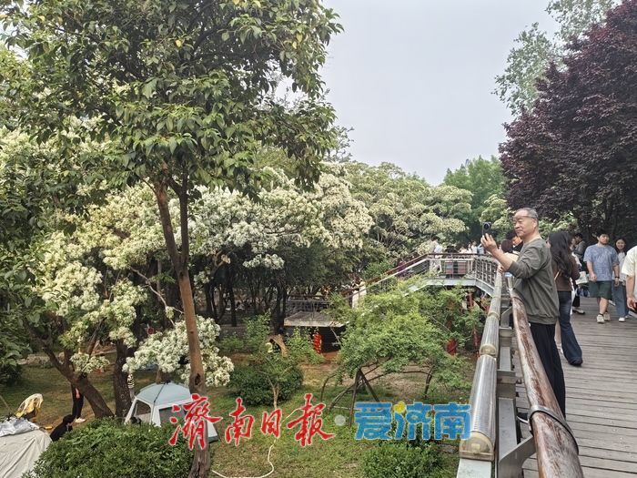 济南暮春限定“顶流”来了！