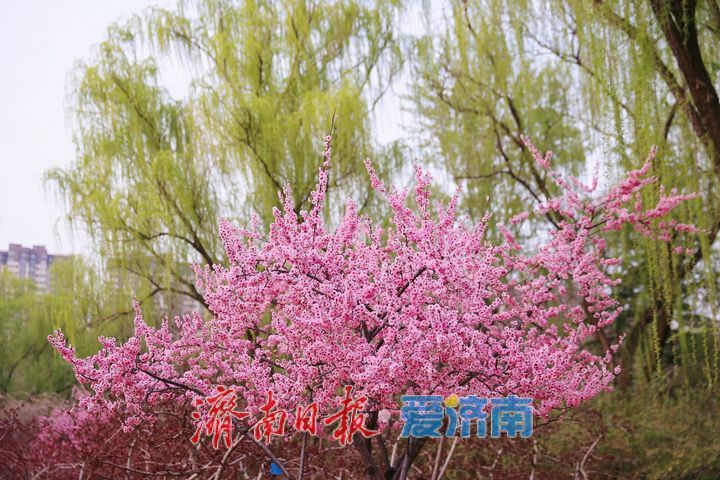 满园春色关不住！森林公园梅花争艳