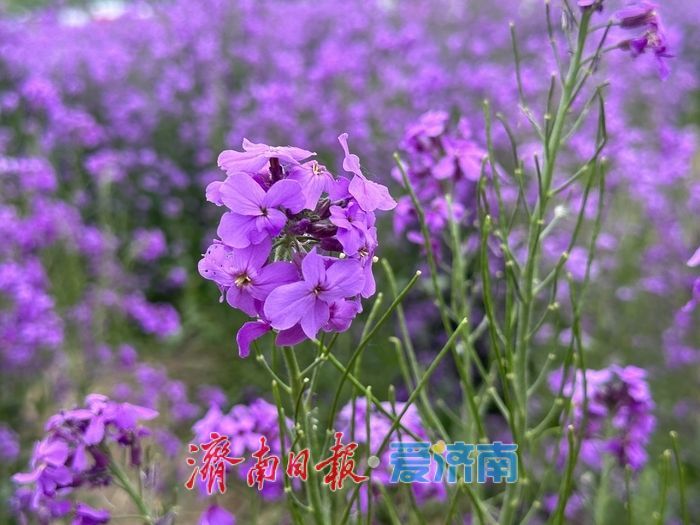 避开“人从众”，到平阴来一场花香弥漫的“反向旅游