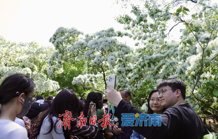 泉城公园流苏花开如雪 游客争相打卡“四月雪”