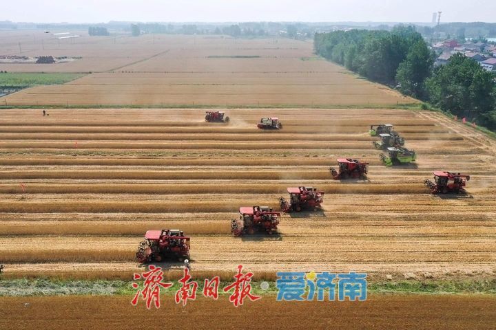 趵眼丨从一季夏收，窥见济南现代农业崛起之路