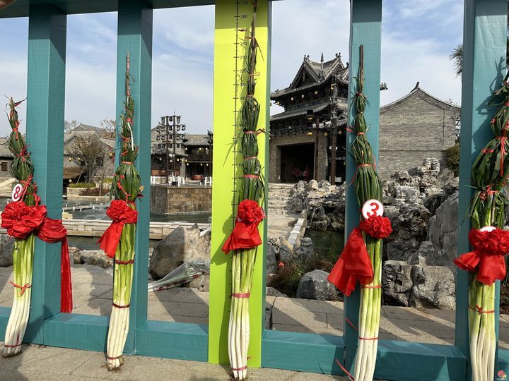 2.68米！2024章丘“葱王”再创吉尼斯世界纪录