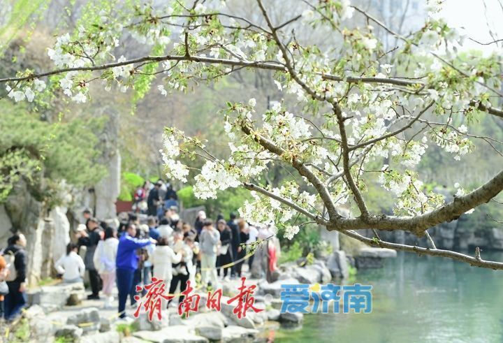 春风拂岸樱绽龙潭 ，济南市第23届五龙潭樱花节正式启幕