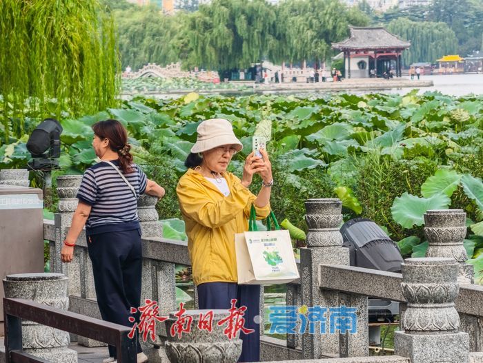 秋染大明湖，晨昏皆如画