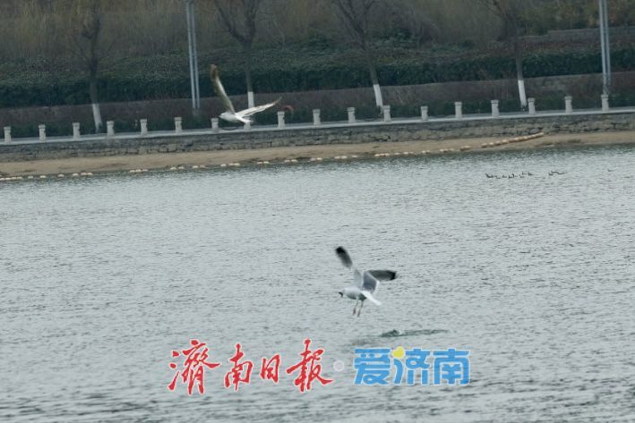 湖光潋滟处，鸥鸟共春舞——春日凤凰湖生机勃勃