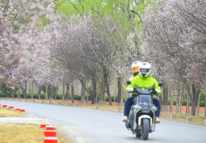 一路繁花醉人心，济南黄河畔“樱花大道”等你来打卡