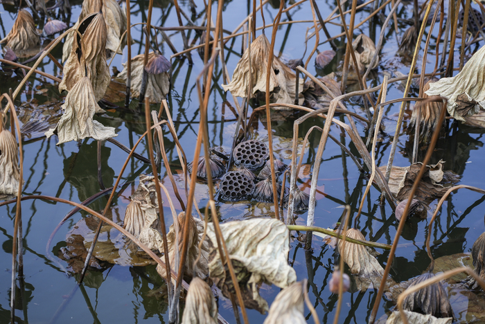 明湖残荷别样美