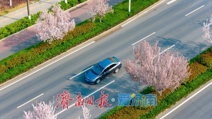 泉城春浓 花满西城—济南西客站片区繁花盛放醉游人