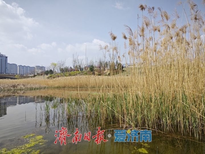 韩仓河景观带春意浓 生态美景成市民休闲好去处