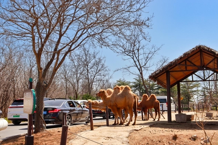 尖叫32天不停歇！济南野生动物世界第六届马戏嘉年华即将启幕